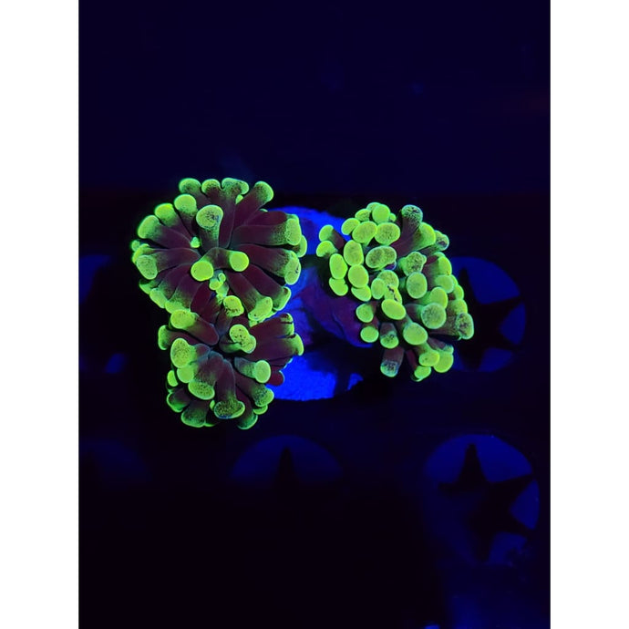 Neon Green Hammer WYSIWYG!