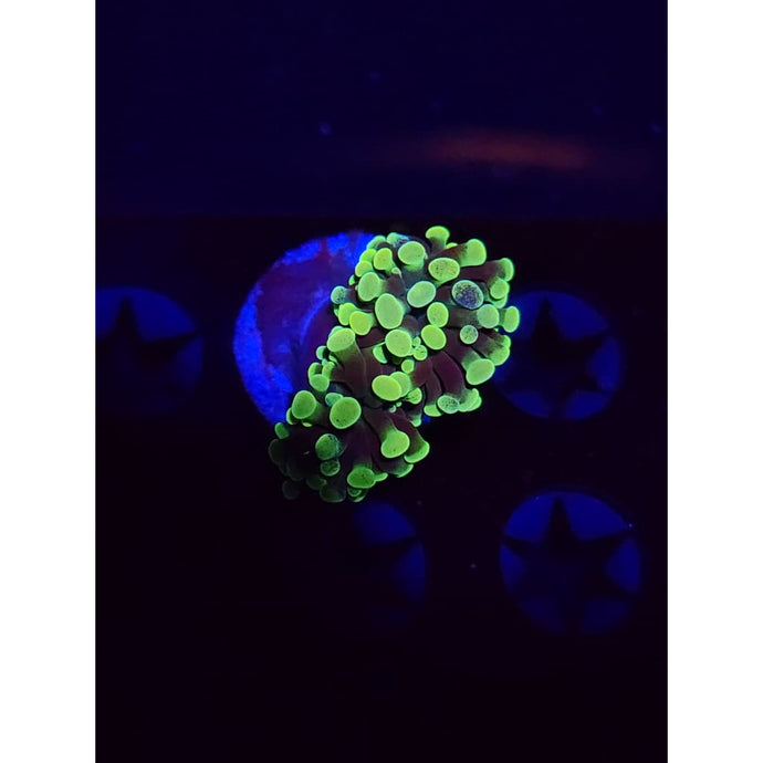 Neon Green Hammer WYSIWYG!