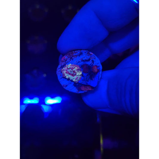 Neptune Bounce Mushroom Colony WYSIWYG!