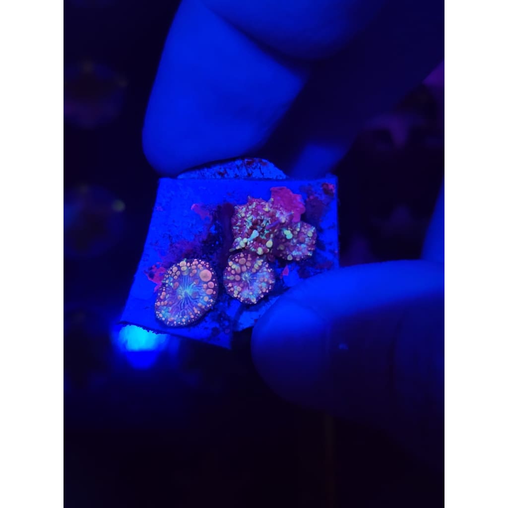 Neptune Bounce Mushroom Colony WYSIWYG!