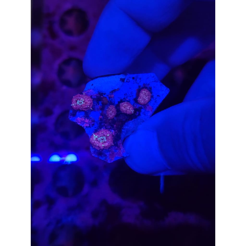 Neptune Bounce Mushroom Colony WYSIWYG!