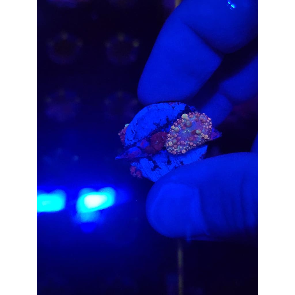 Neptune Bounce Mushroom Colony WYSIWYG!