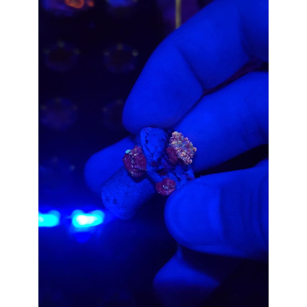 Neptune Bounce Mushroom Colony WYSIWYG!