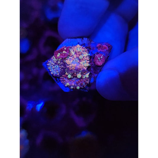 Neptune Bounce Mushroom Colony WYSIYWG!