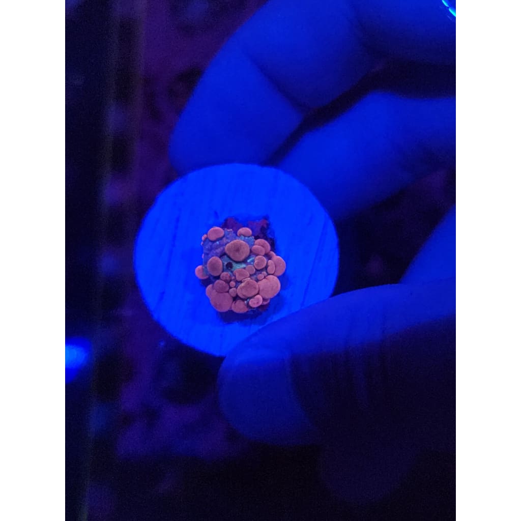 Neptune Bounce Mushroom WYSIWYG!