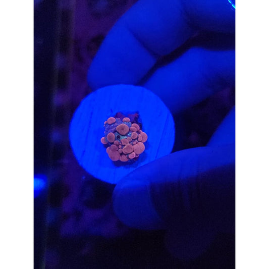 Neptune Bounce Mushroom WYSIWYG!