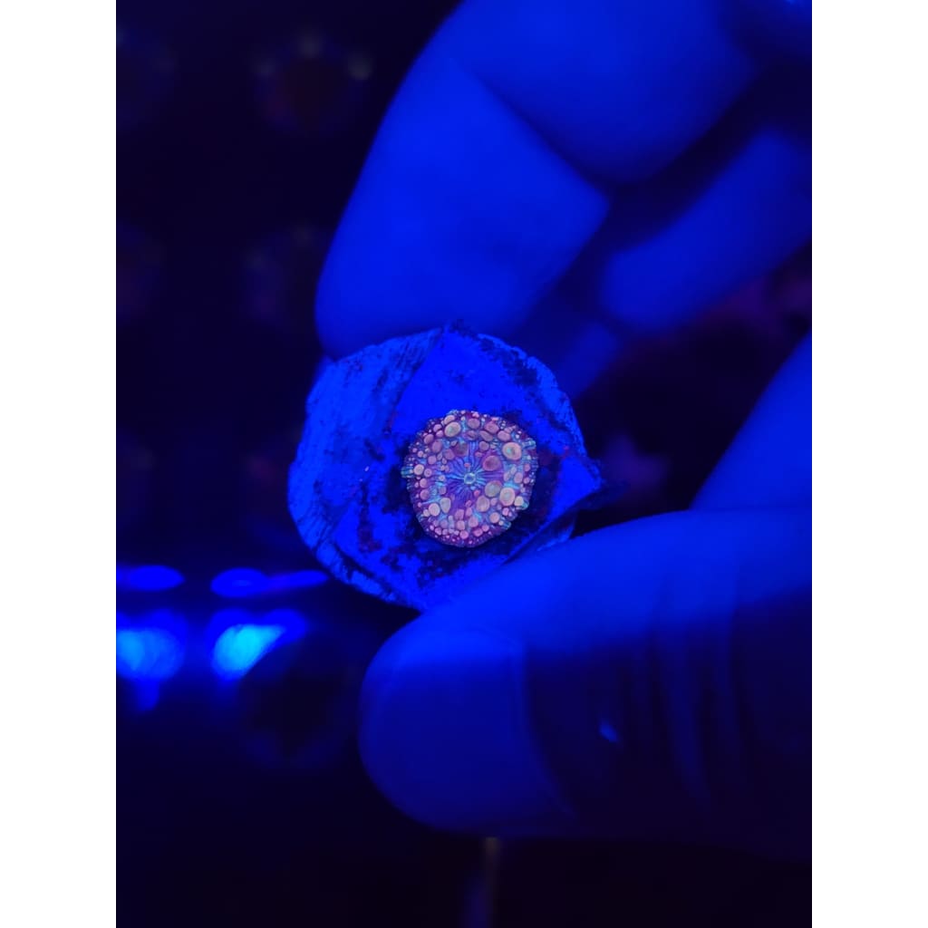 Neptune Bounce Mushroom WYSIWYG!