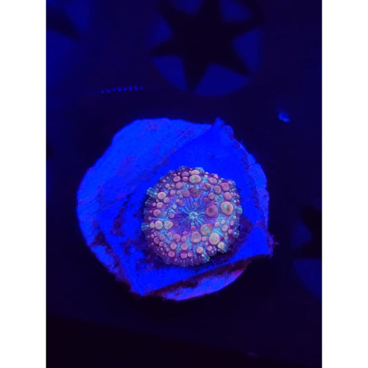 Neptune Bounce Mushroom WYSIWYG!