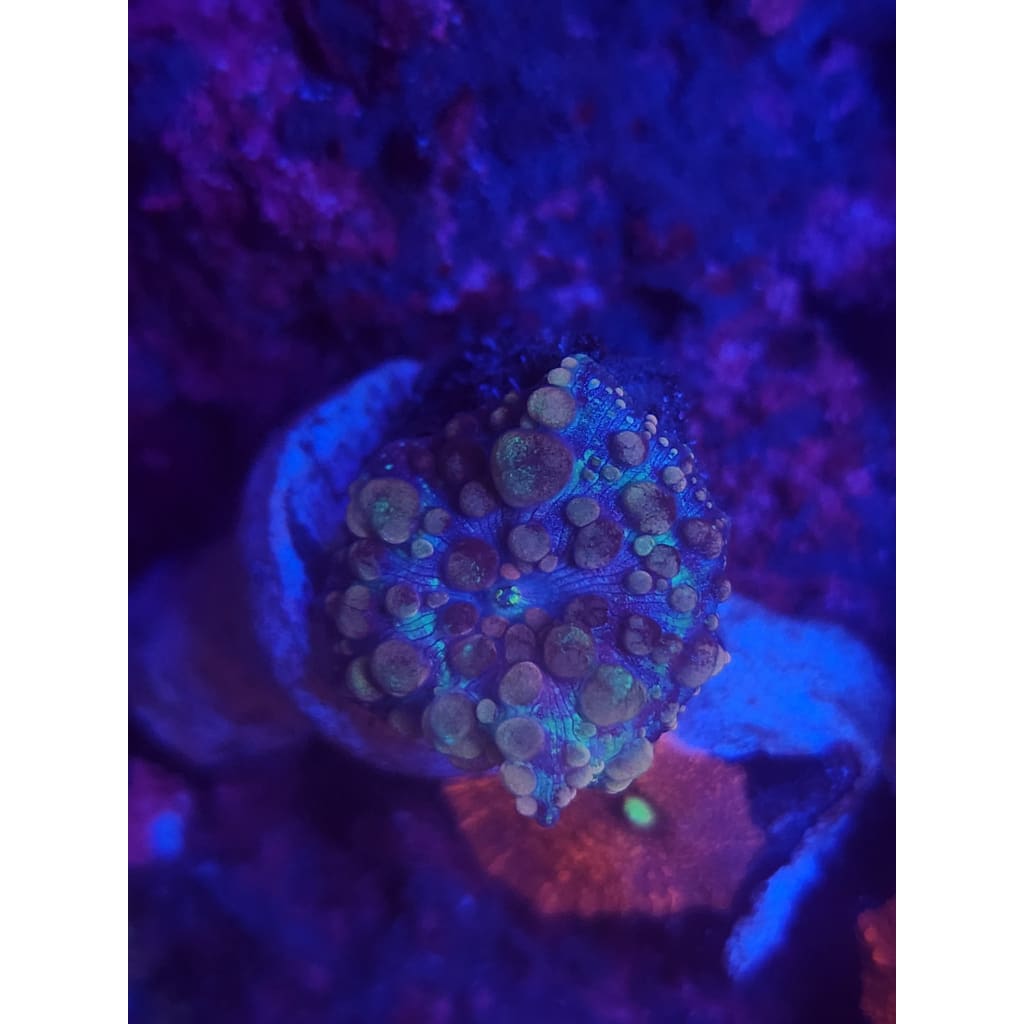 Neptune Bounce Mushroom WYSIWYG!