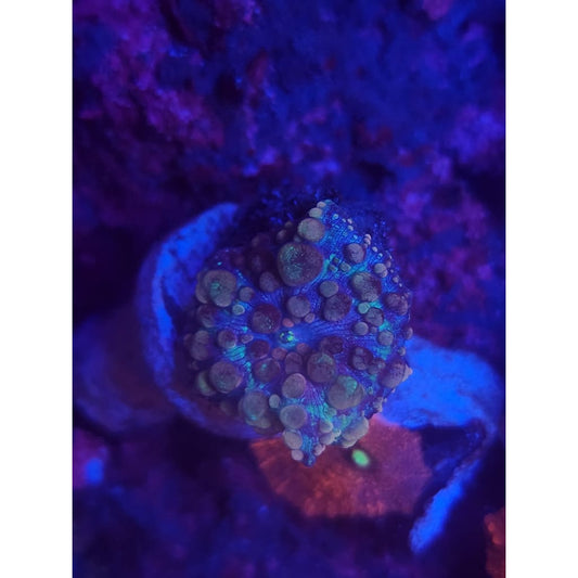 Neptune Bounce Mushroom WYSIWYG!