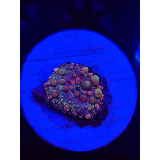 Neptune Bounce Mushroom WYSIWYG!