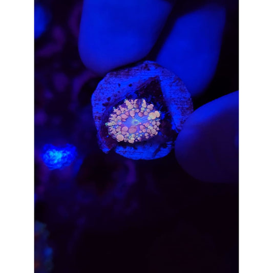 Neptune Bounce Mushroom WYSIYWG!