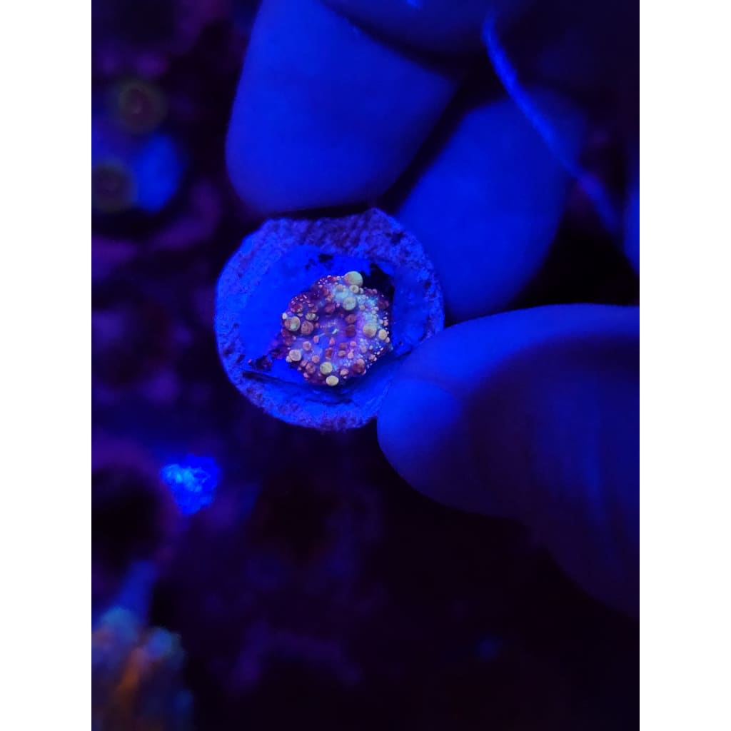 Neptune Bounce Mushroom WYSIYWG!