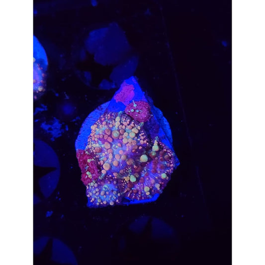 Neptune Bounce Mushrooms WYSIWYG!