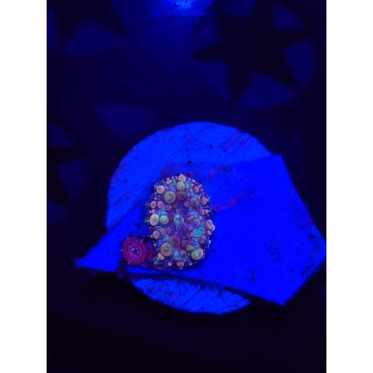 Neptune Bounce Mushrooms WYSIWYG!