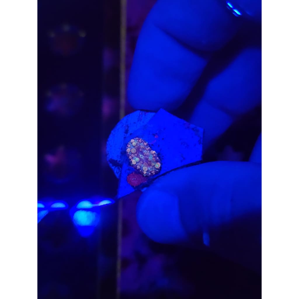 Neptune Bounce Mushrooms WYSIWYG!