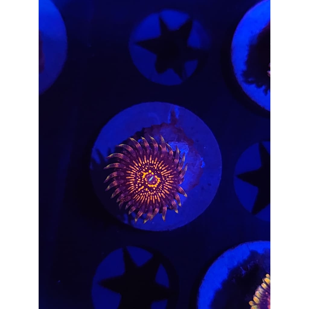 Nightcrawler Zoanthid Frag WYSIWYG!