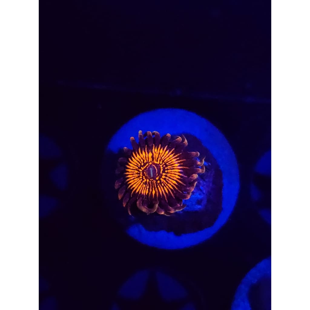 Nightcrawlers Zoanthid Frag WYSIWYG!
