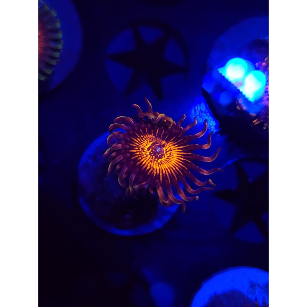 Nightcrawlers Zoanthid Frag WYSIWYG!