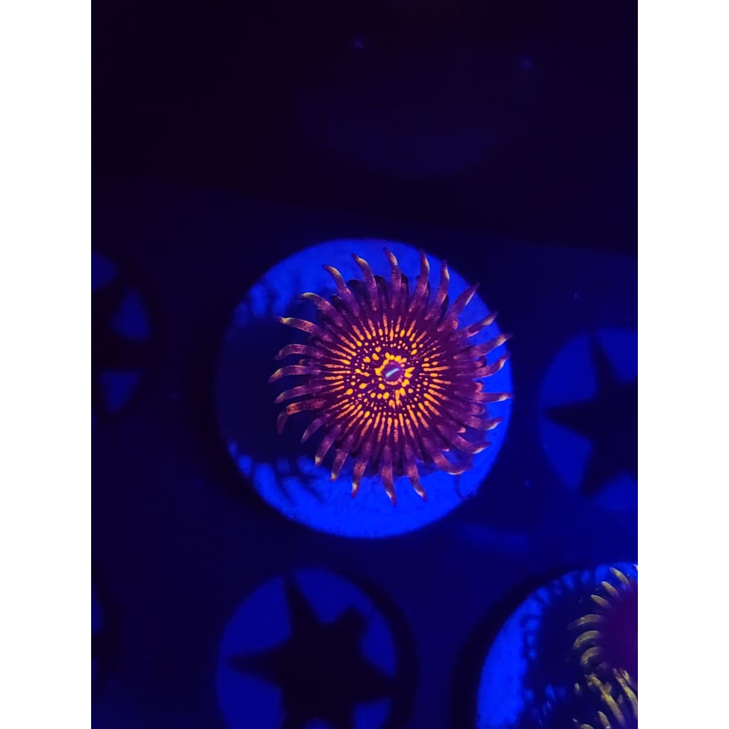 Nightcrawlers Zoanthid Frag WYSIWYG!