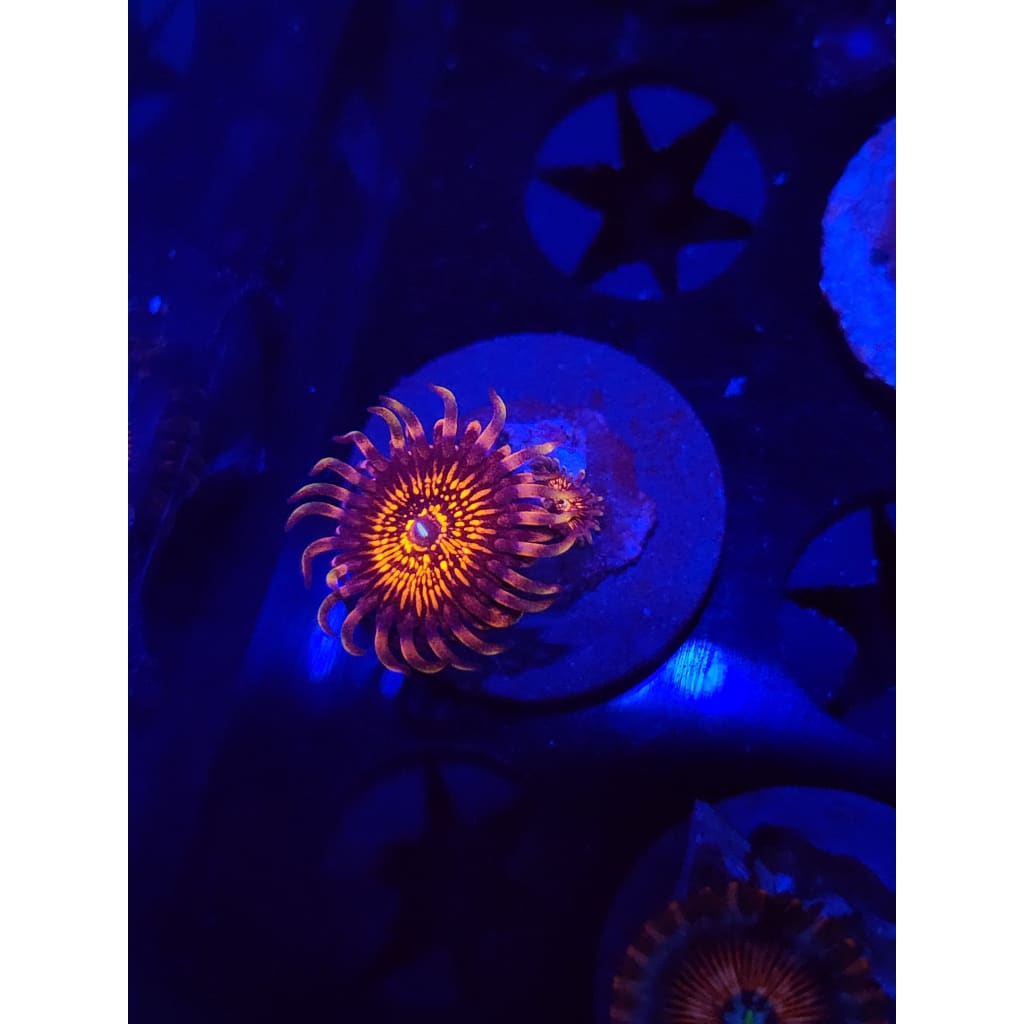 Nightcrawlers Zoanthid Frag WYSIWYG!