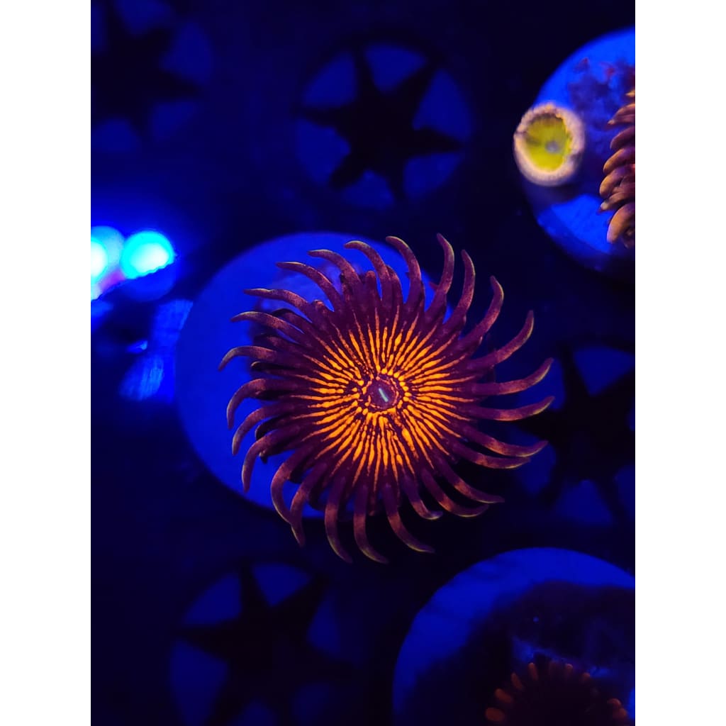 Nightcrawlers Zoanthid Frag WYSIWYG!