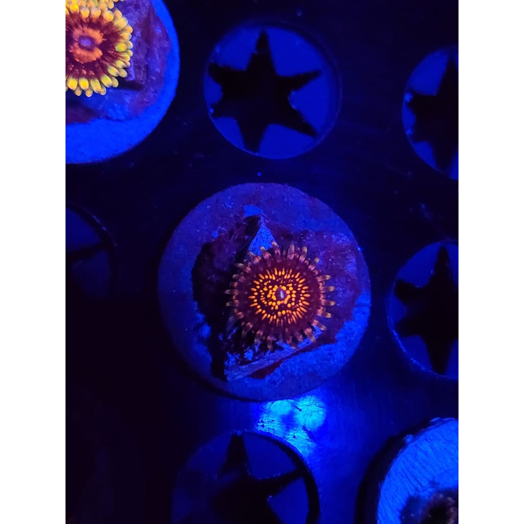 Nightcrawlers Zoanthid Frag WYSIWYG!