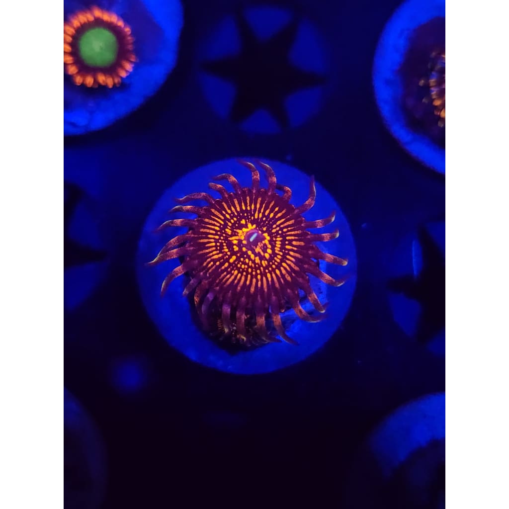 Nightcrawlers Zoanthid Frag WYSIWYG!