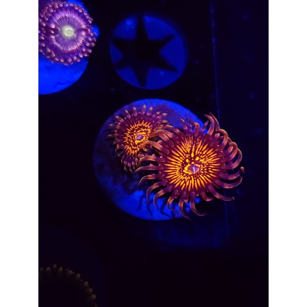Nightcrawlers Zoanthid Frag WYSIWYG!