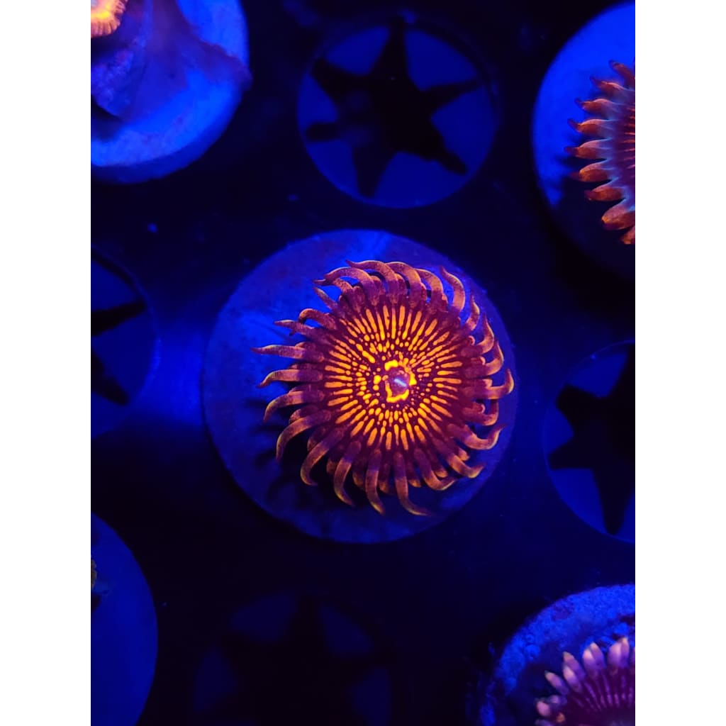Nightcrawlers Zoanthid Frag WYSIWYG!