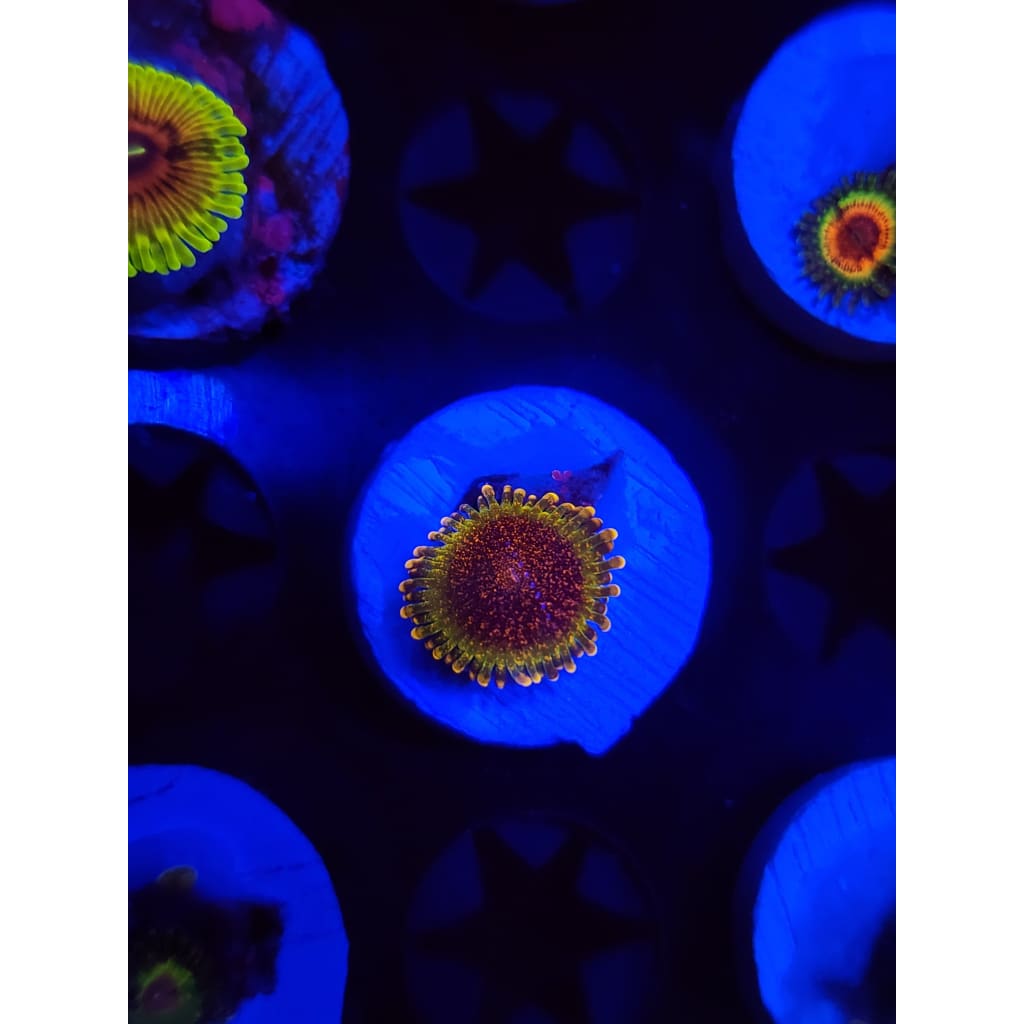 Northern Lights Zoanthid Frag WYSIWYG!