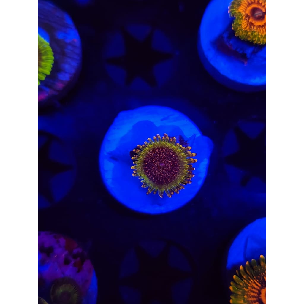 Northern Lights Zoanthid Frag WYSIWYG!