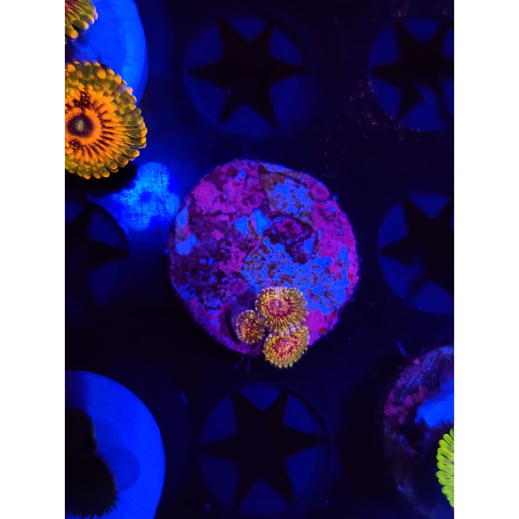 Northern Lights Zoanthid Frag WYSIWYG!