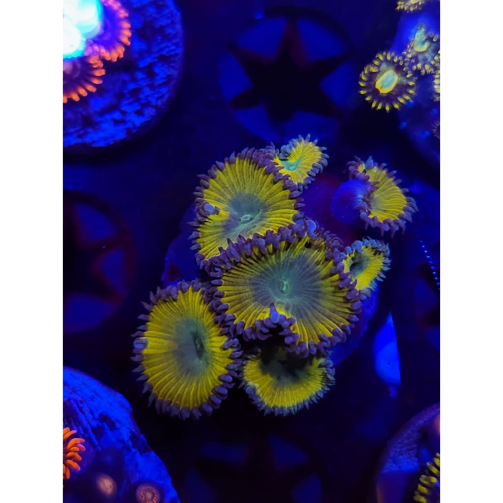 Nuclear Sunset Paly Frag WYSIWYG!