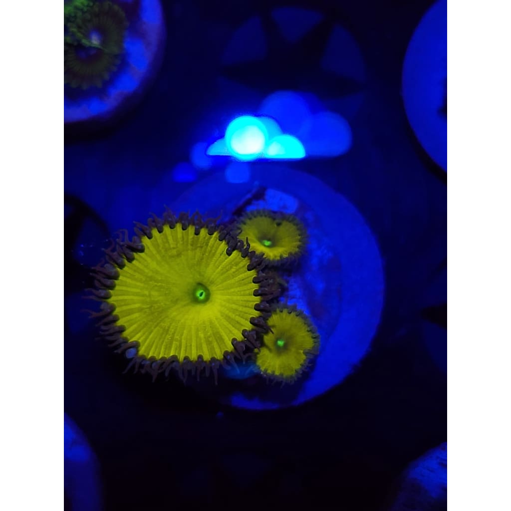 Nuclear Sunset Paly Frag WYSIWYG!