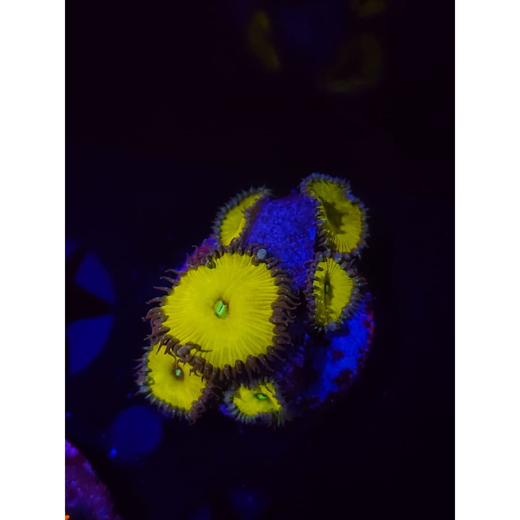 Nuclear Sunset Paly Frag WYSIWYG!