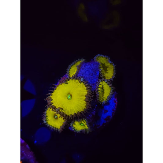 Nuclear Sunset Paly Frag WYSIWYG!