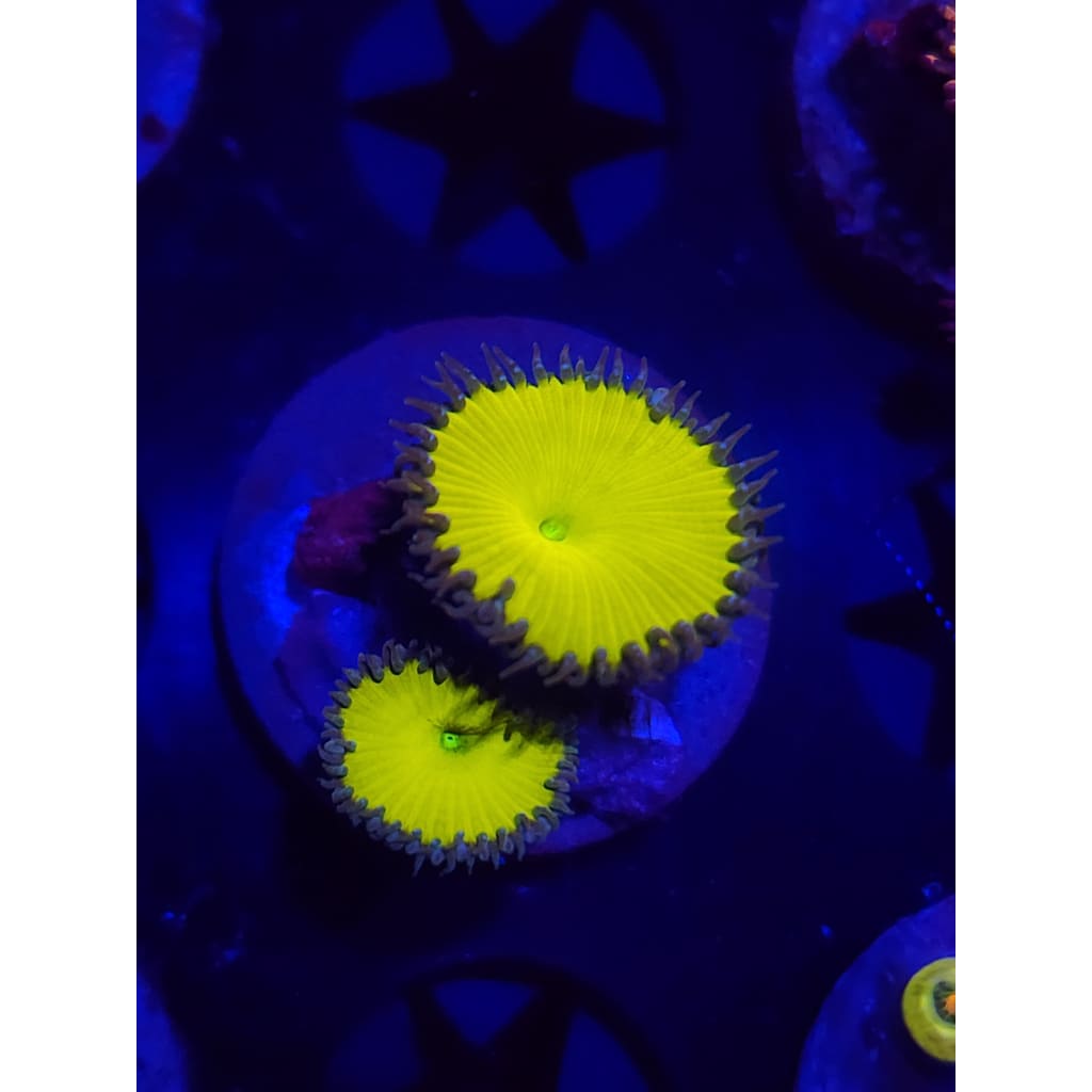 Nuclear Sunset Paly Frag WYSIWYG!
