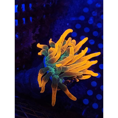 OG Chicago Sunburst Anemone WYSIWYG!