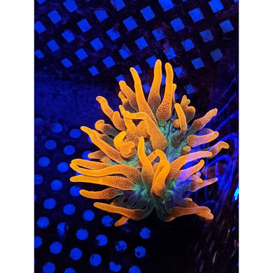 OG Chicago Sunburst Anemone WYSIWYG!