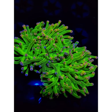 OG Cotton Candy Torch Coral WYSIWYG!