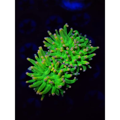 OG Cotton Candy Torch Coral WYSIWYG!