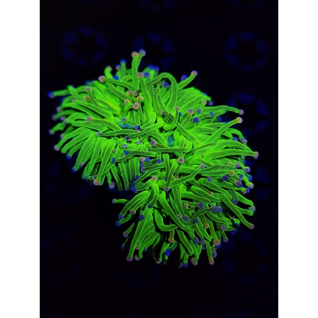 OG Cotton Candy Torch Coral WYSIWYG!