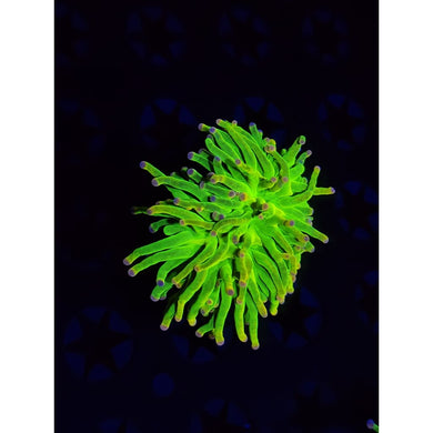 OG Cotton Candy Torch Coral WYSIWYG!