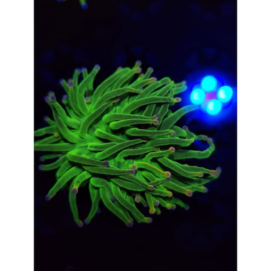 OG Cotton Candy Torch Coral WYSIWYG!
