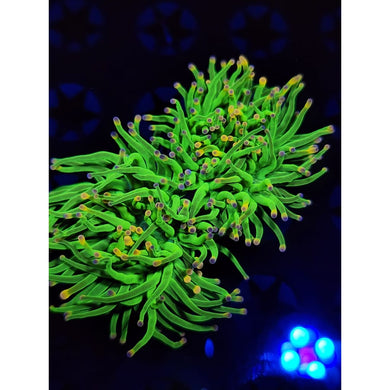 OG Cotton Candy Torch Coral WYSIWYG!