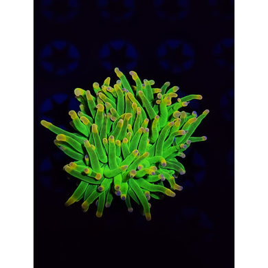 OG Cotton Candy Torch Coral WYSIWYG!