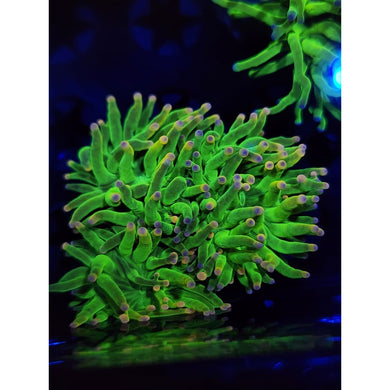 OG Cotton Candy Torch Coral WYSIWYG!