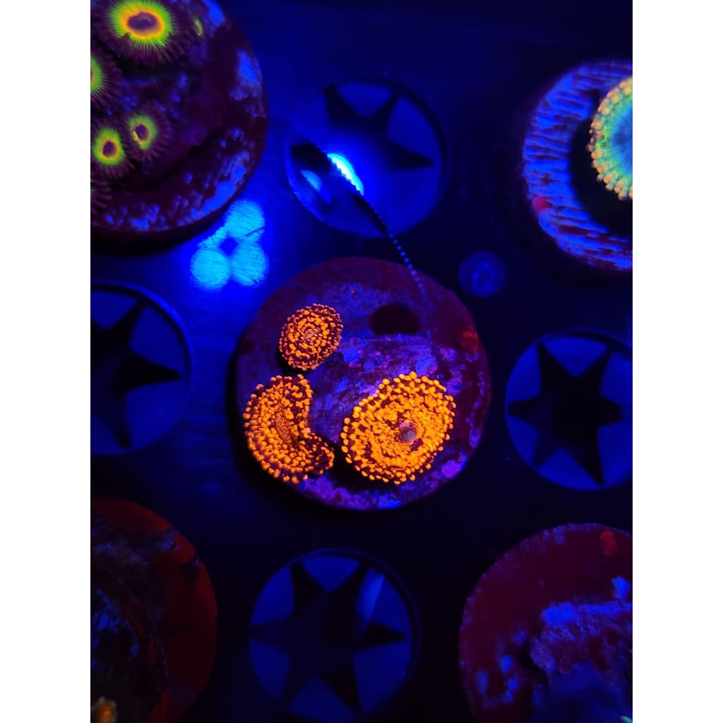OG Darth Maul Zoanthid Frag WYSIWYG!