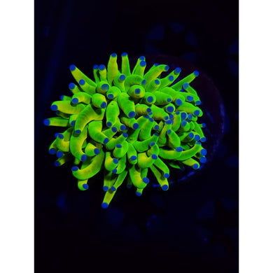 OG Holy Grail Torch Coral WYSIWYG!